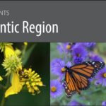 Pollinator Plants for Mid-Atlantic Region (PDF)